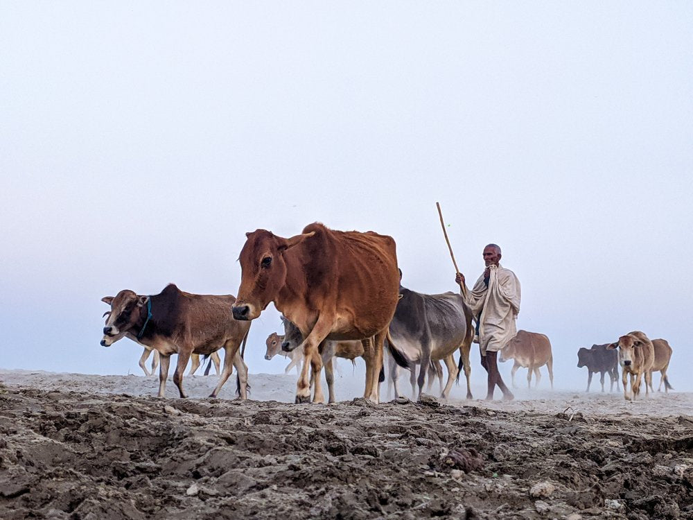Man Herding Cattle
