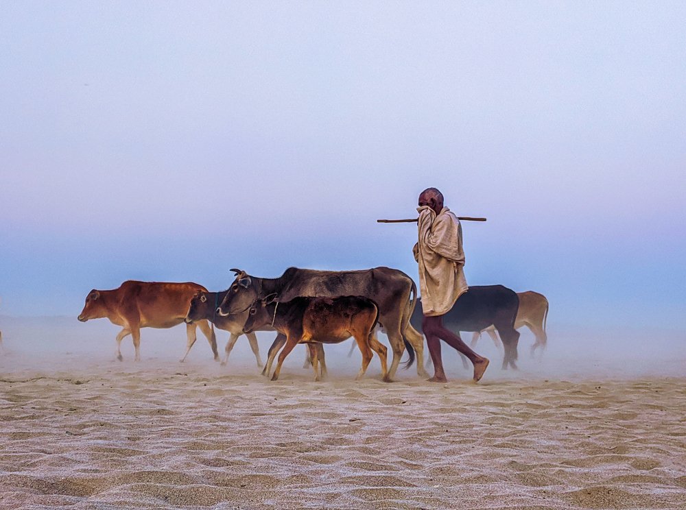 Dusty Cattle Journey