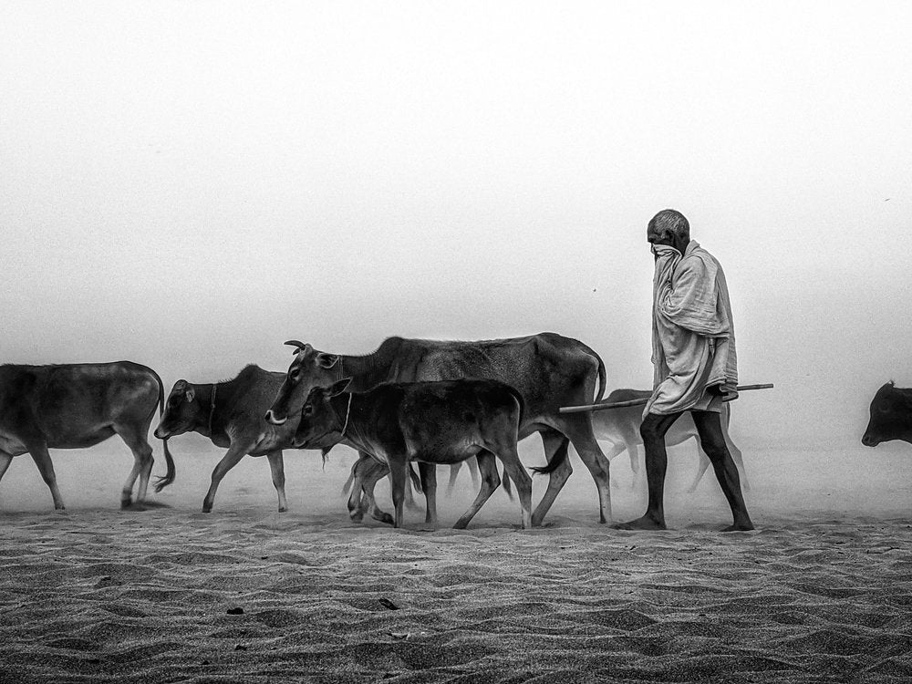 Dusty Cattle Walk