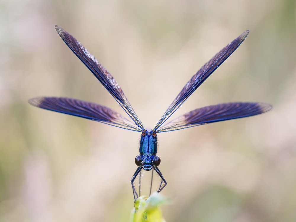 Iridescent Blue Damselfly