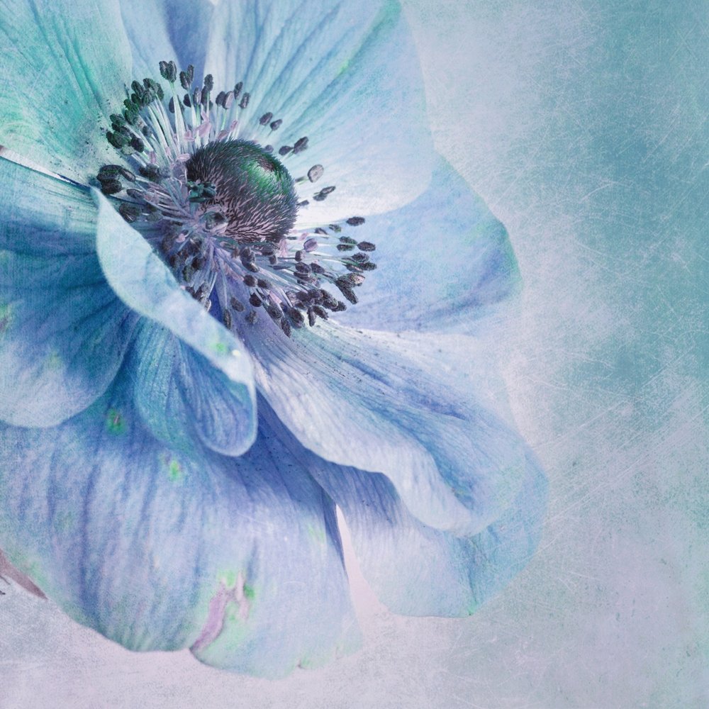 Soft Blue Anemone