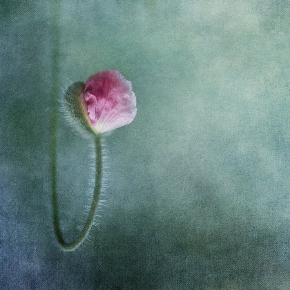 Soft Pink Poppy Bud
