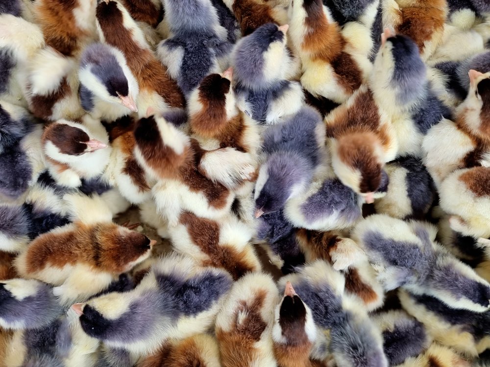 Fluffy Colorful Chicks