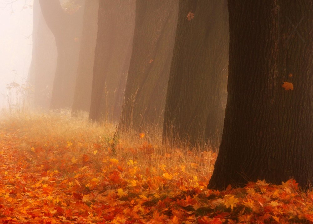 Misty Autumn Forest Path
