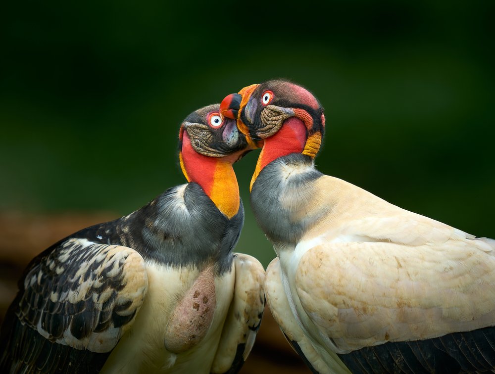 Vibrant Vulture Pair