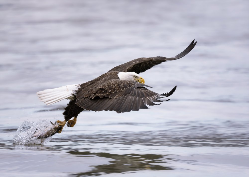 Majestic Eagle Catch