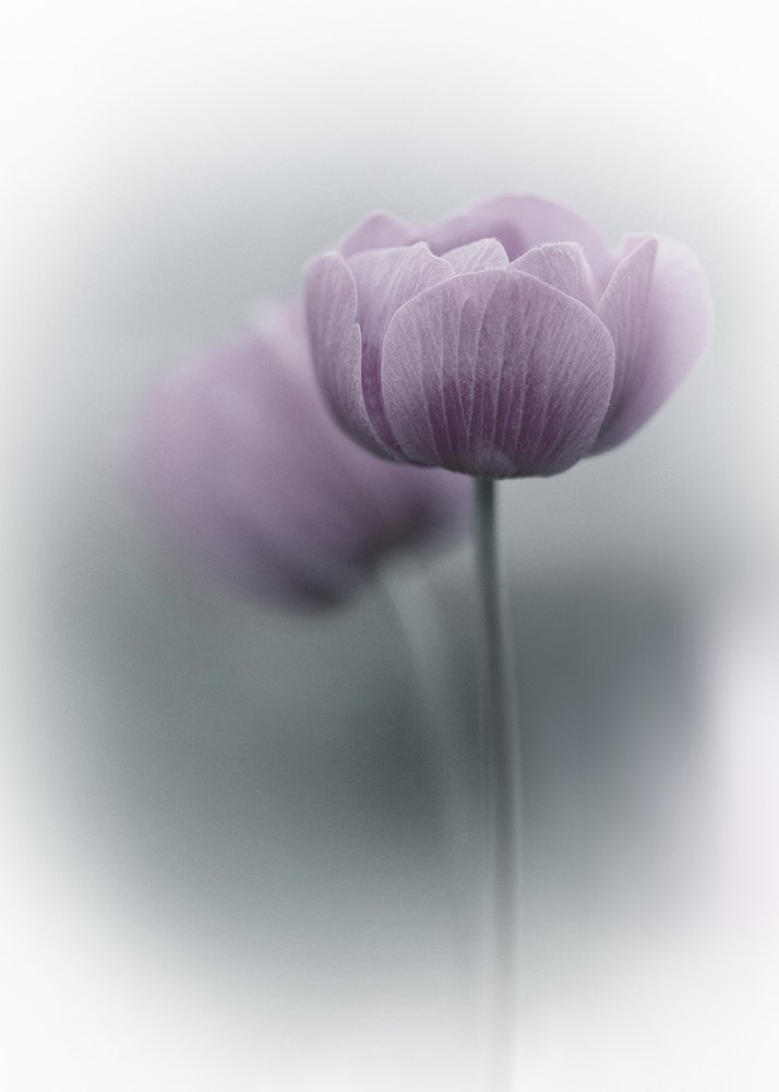 Soft Purple Blooms