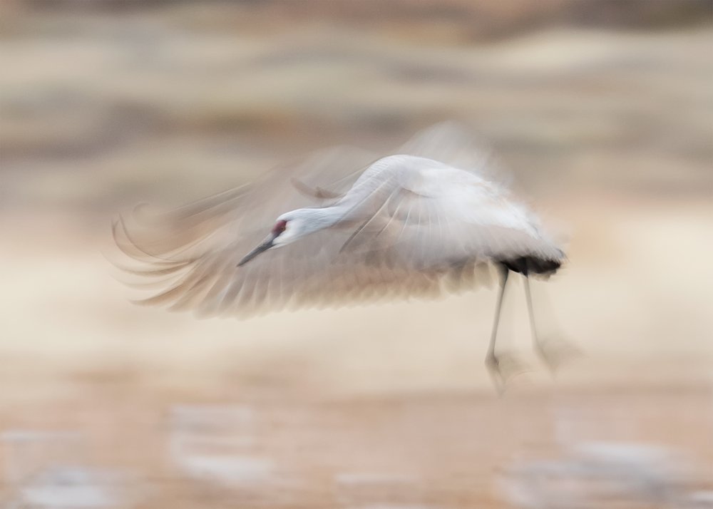 Blurred Crane Flight