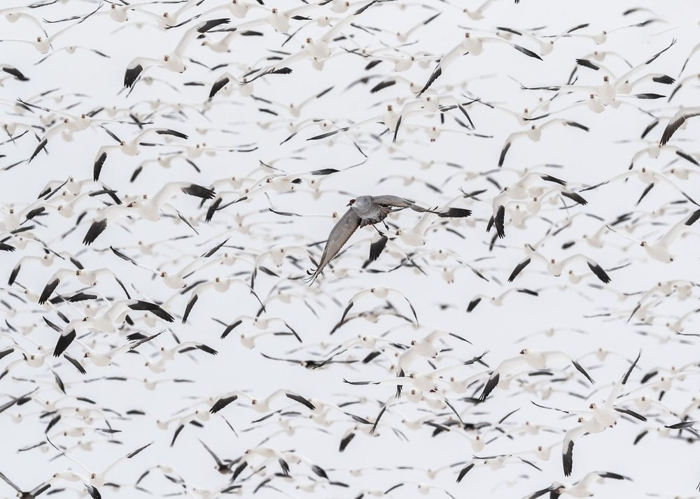 Crane Among Snow Geese