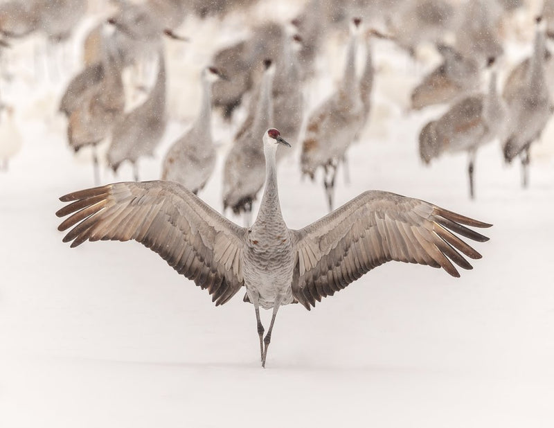 Sandhill Crane Winter Wings