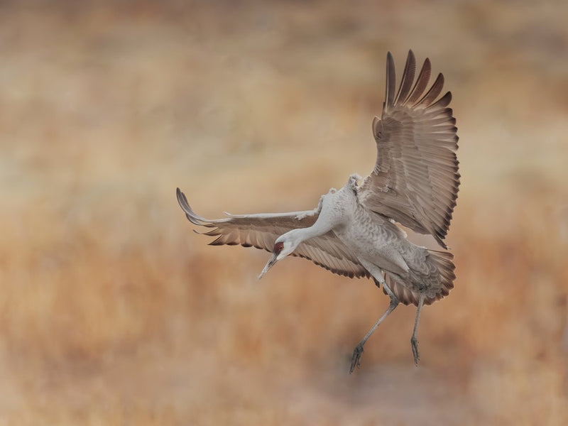 Sandhill Crane Landing