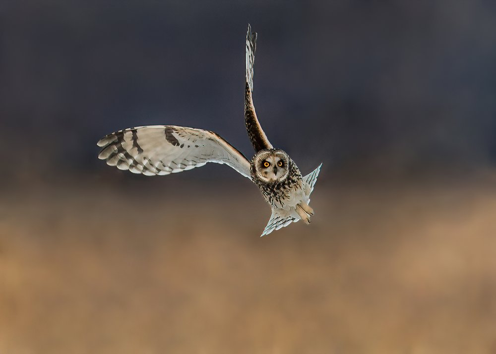 Intense Owl Flight