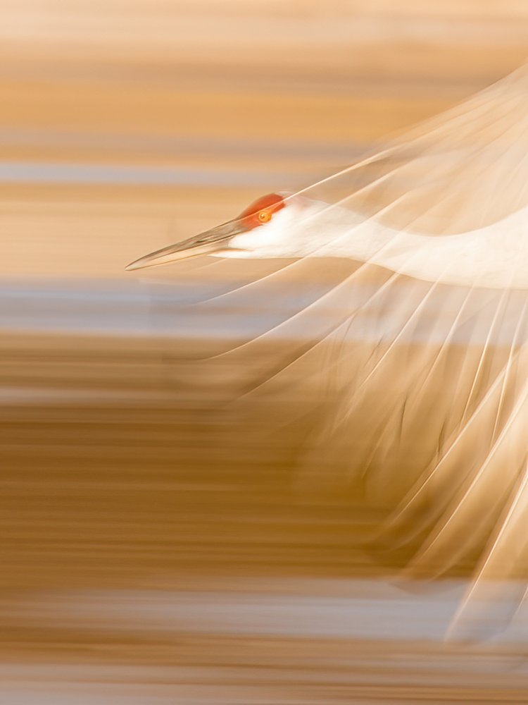 Golden Crane Flight