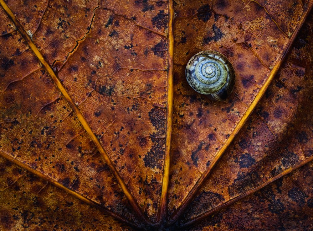 Spiral Shell Autumn Leaf