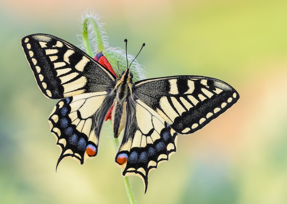 Vibrant Swallowtail Butterfly