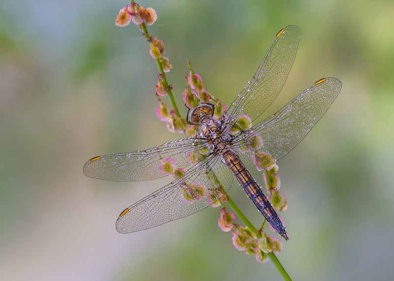 Dewdrop Dragonfly Wings