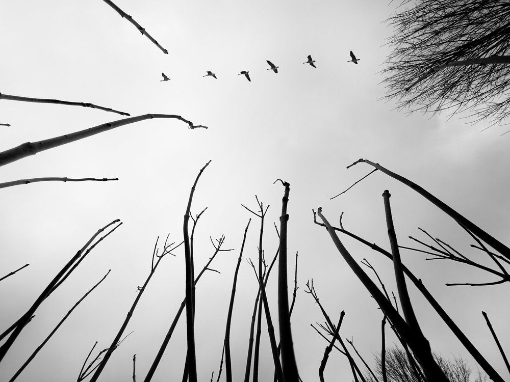 Winter Flight Silhouettes