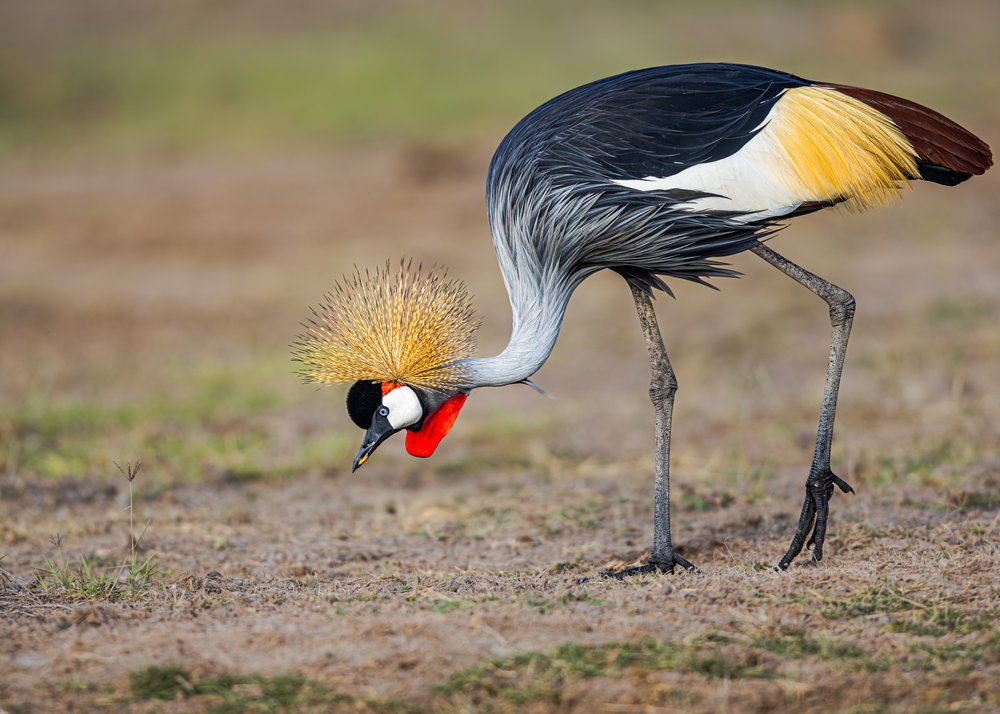 Elegant Crowned Crane