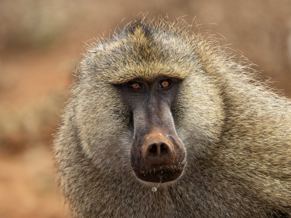 Pensive Baboon Portrait