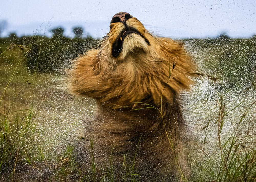 Majestic Lion Splash