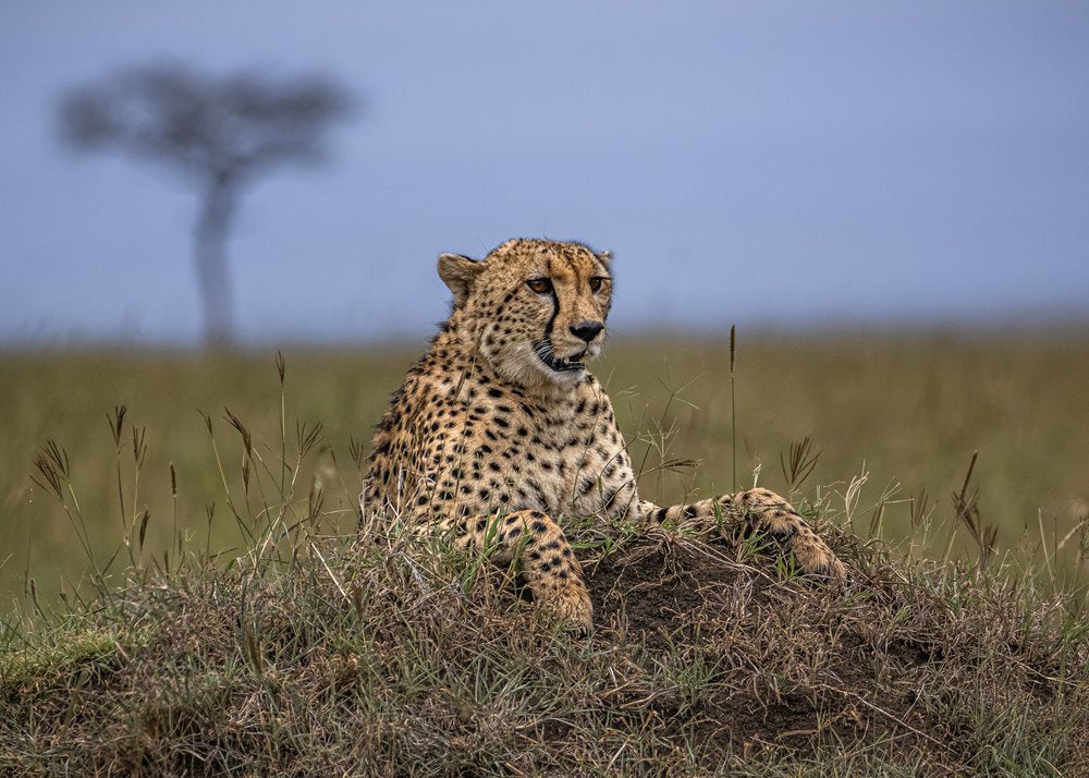 Savanna Cheetah Gaze