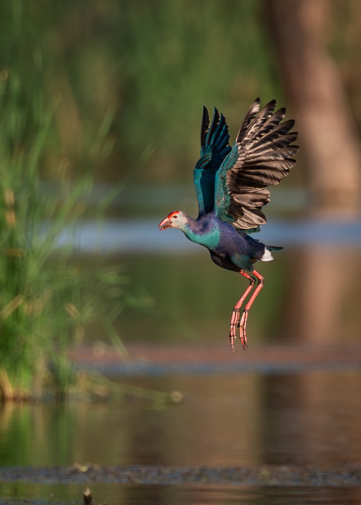 Purple Bird in Flight