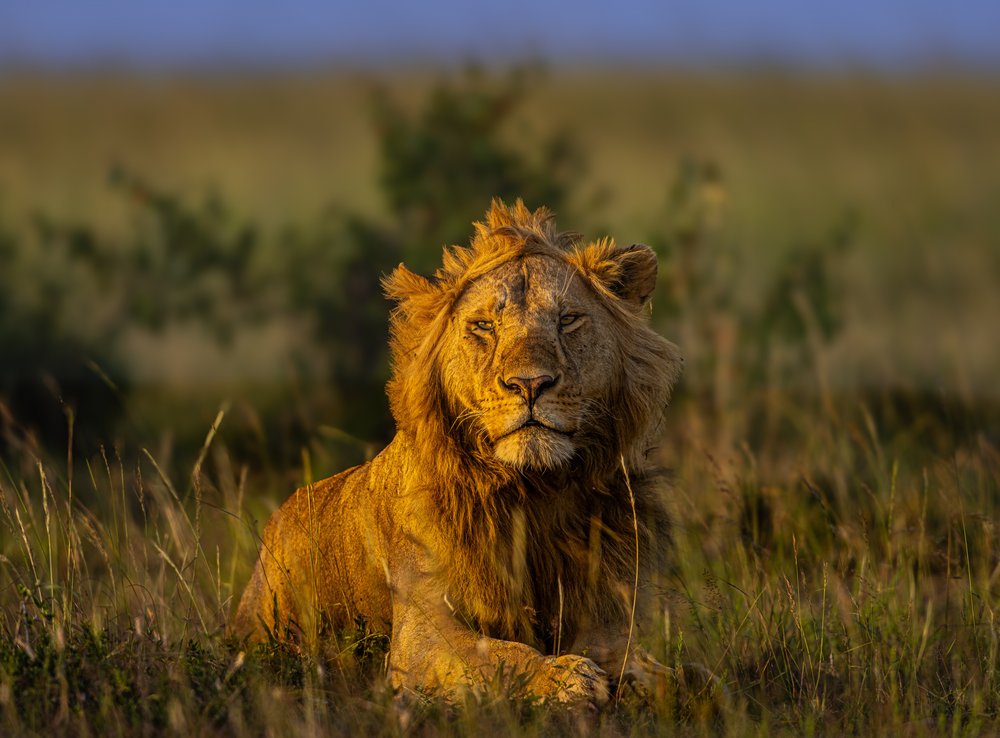 Golden Savanna Lion