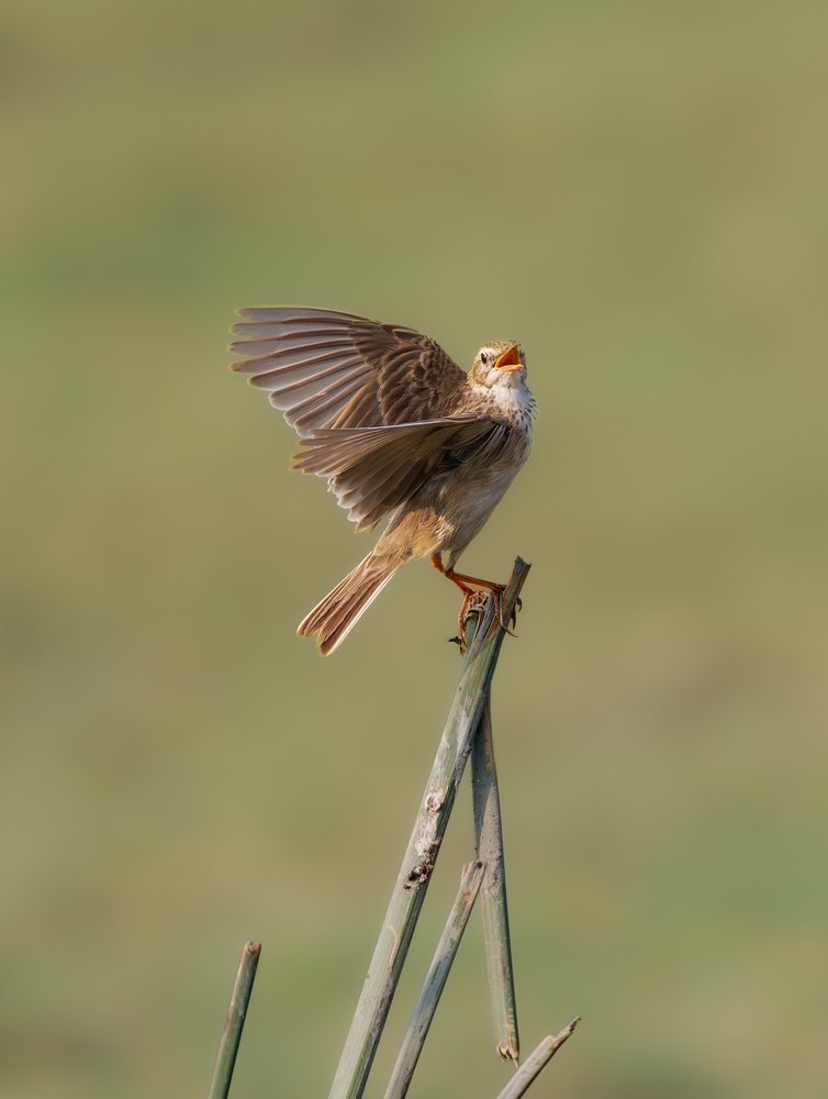 Singing Wild Bird
