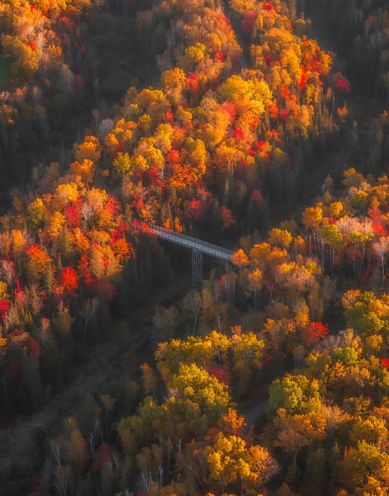 Vibrant Autumn Forest Bridge