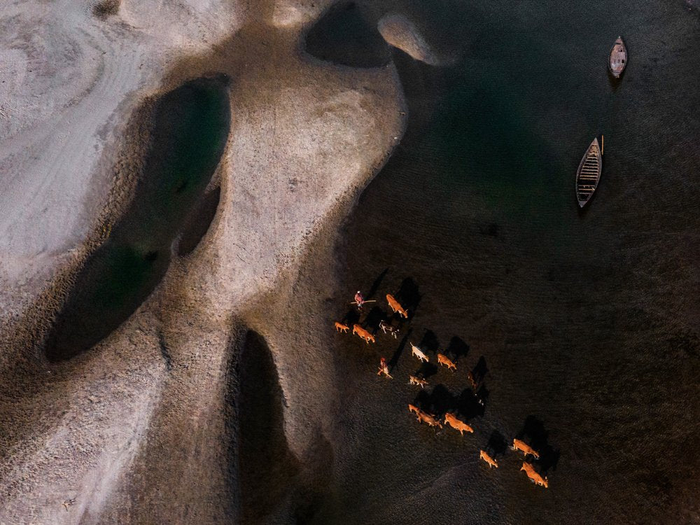 Riverbed Cattle Journey