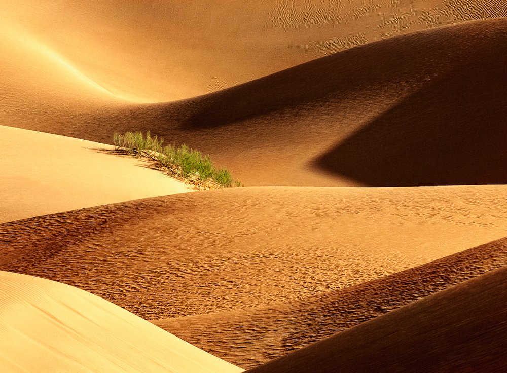 Golden Desert Dunes