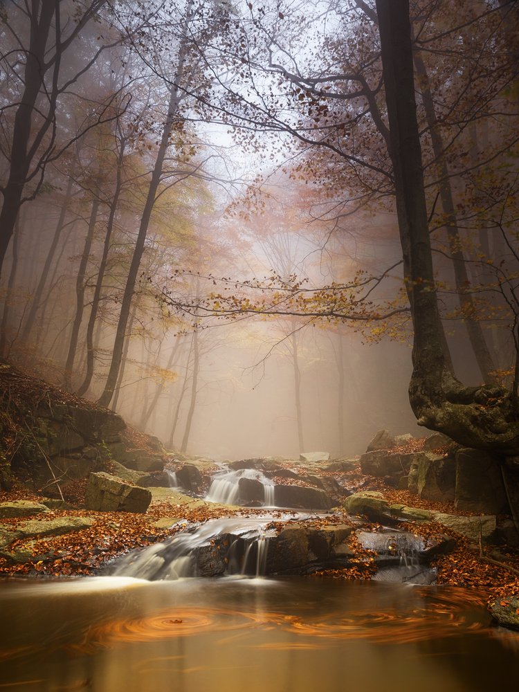 Misty Autumn Forest Stream