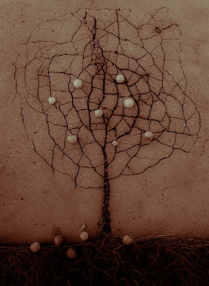Cracked Earth Tree