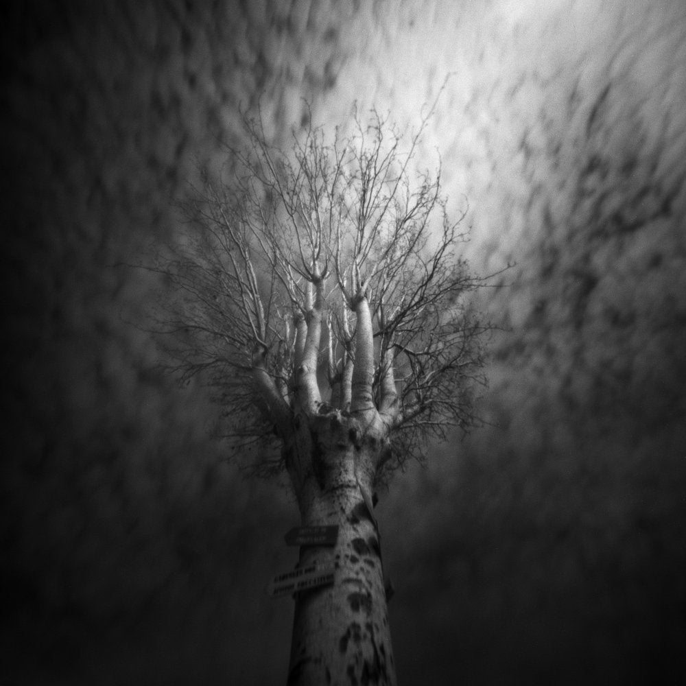 Mysterious Hand Tree