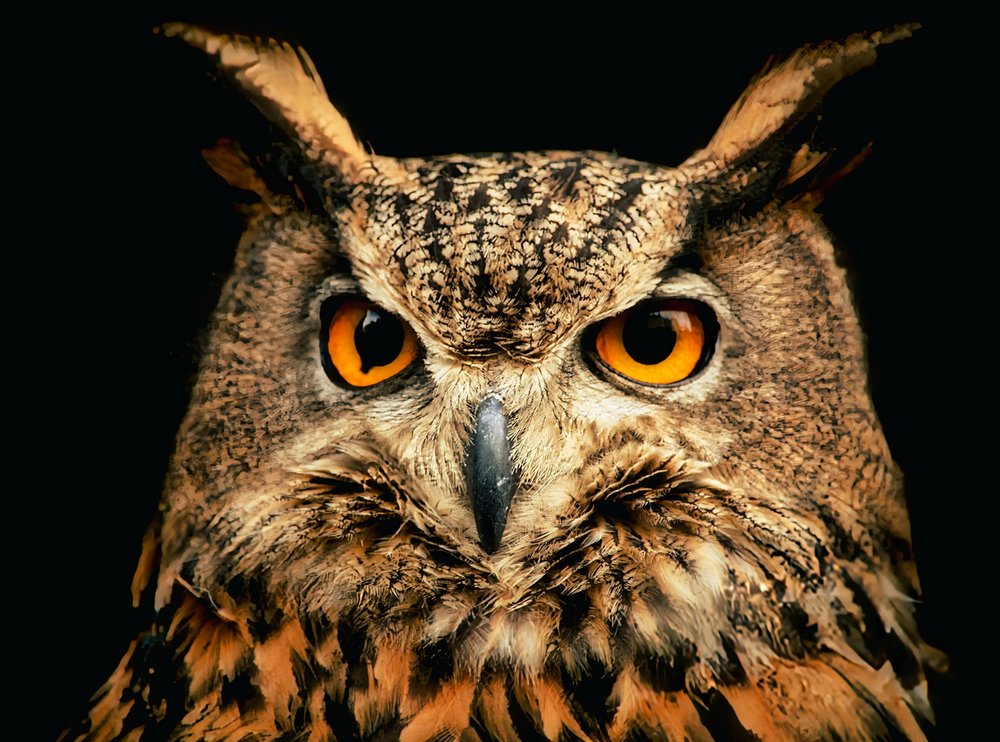 Great Horned Owl Stare
