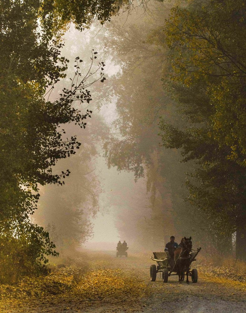 Autumn Foggy Horse Cart