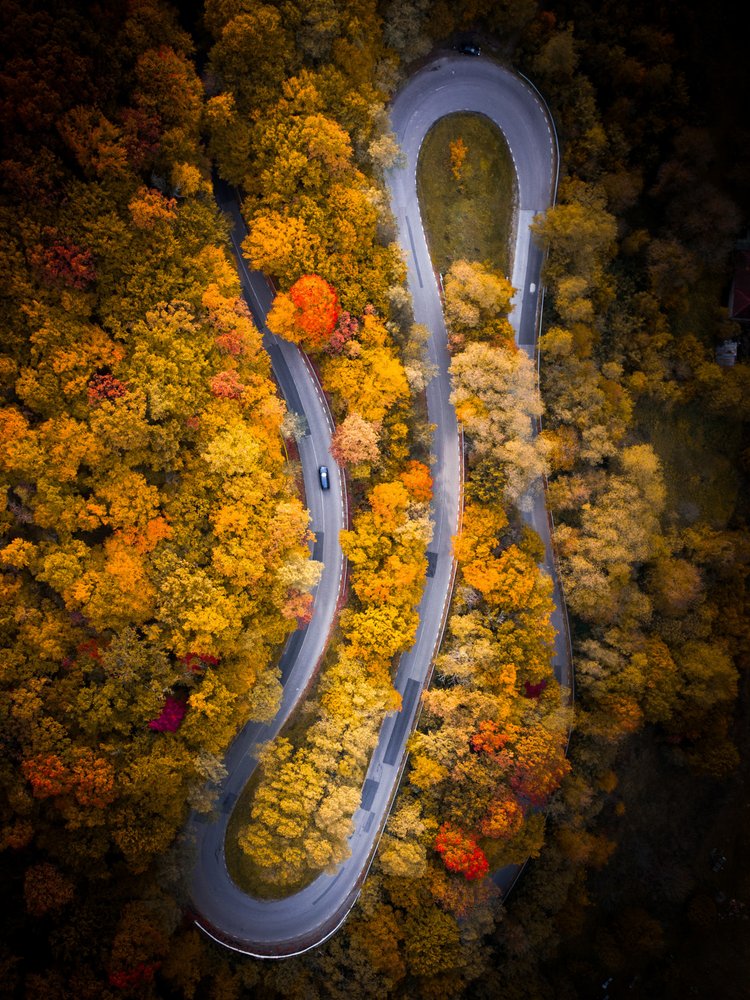 Winding Autumn Road