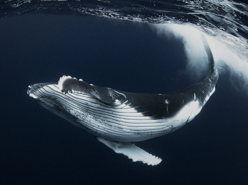 Humpback Whale Swimming