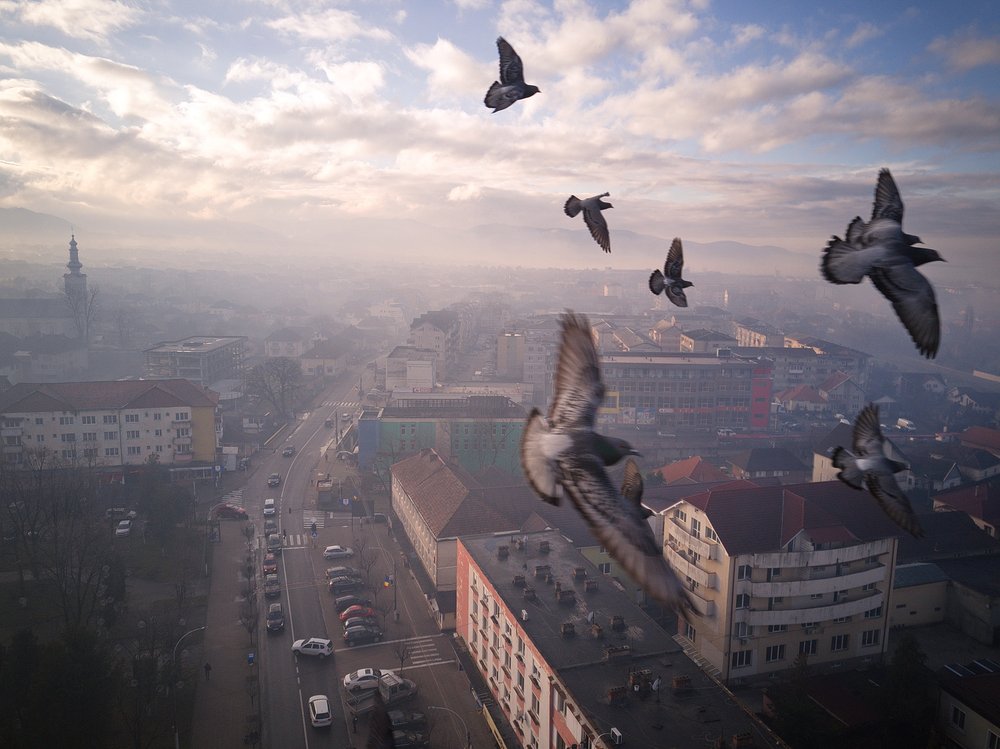 Pigeons Over Misty City