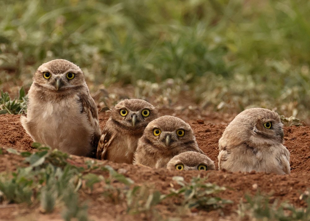 Curious Little Owlets