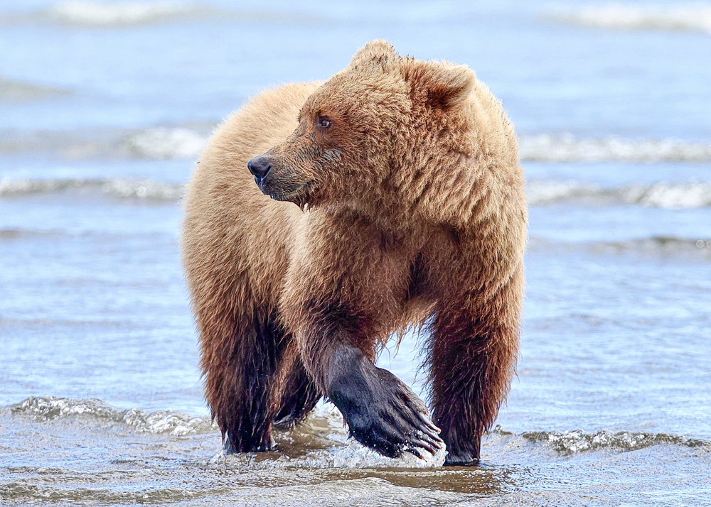 Coastal Brown Bear