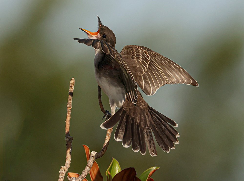 Wild Songbird Sings