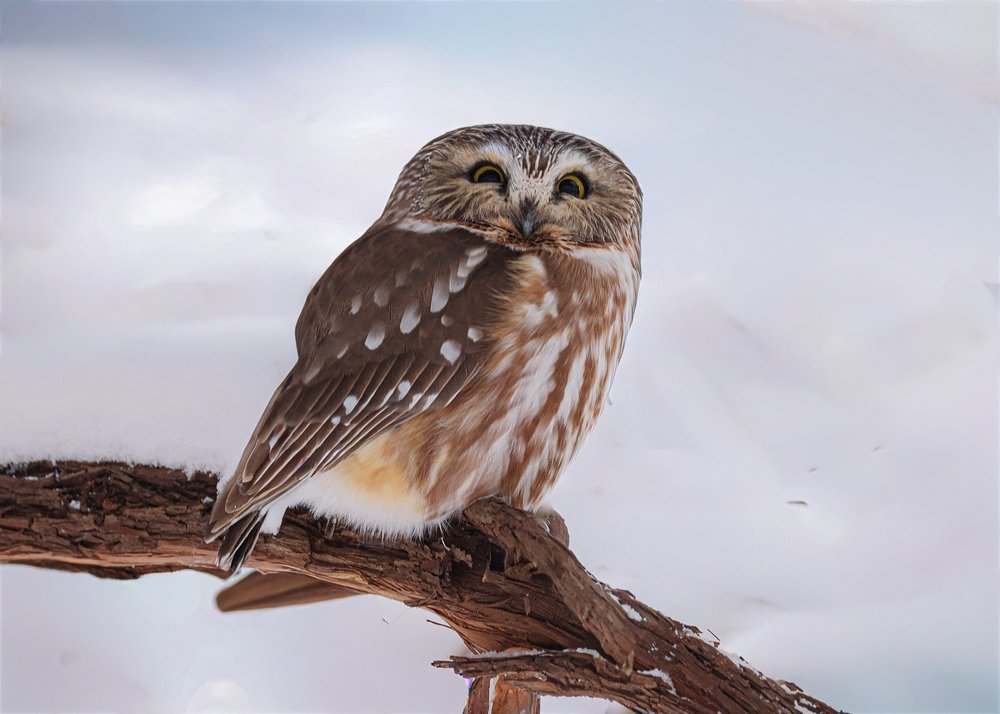 Watchful Owl In Snow