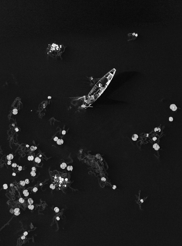 Dark Water Lily Boat