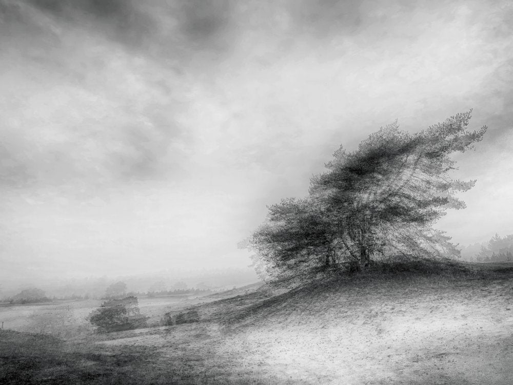 Windswept Monochrome Tree