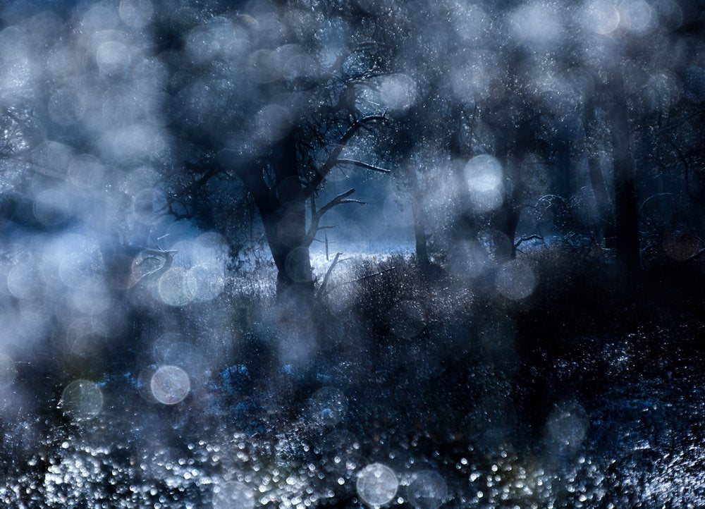 Misty Winter Forest