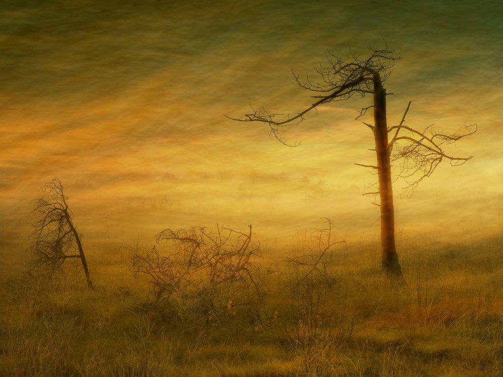 Golden Barren Landscape
