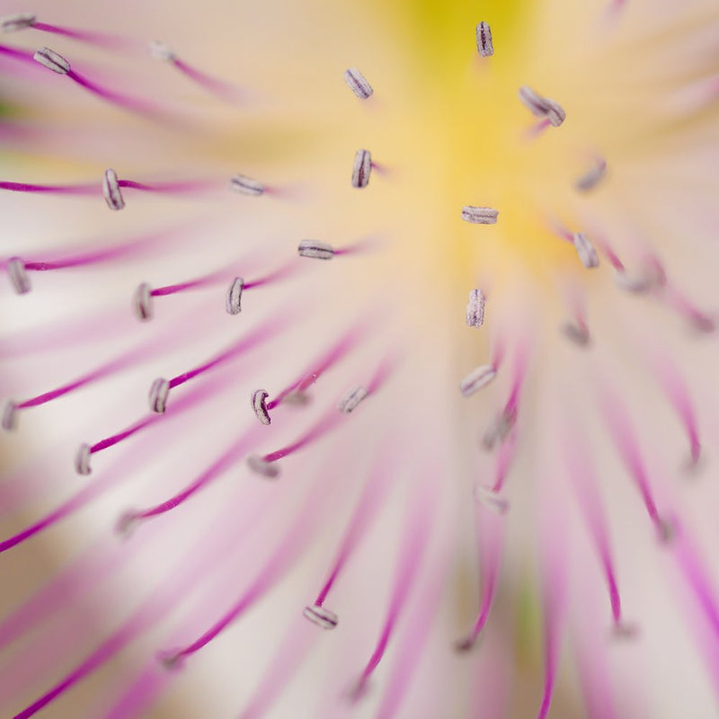 Delicate Pink Bloom
