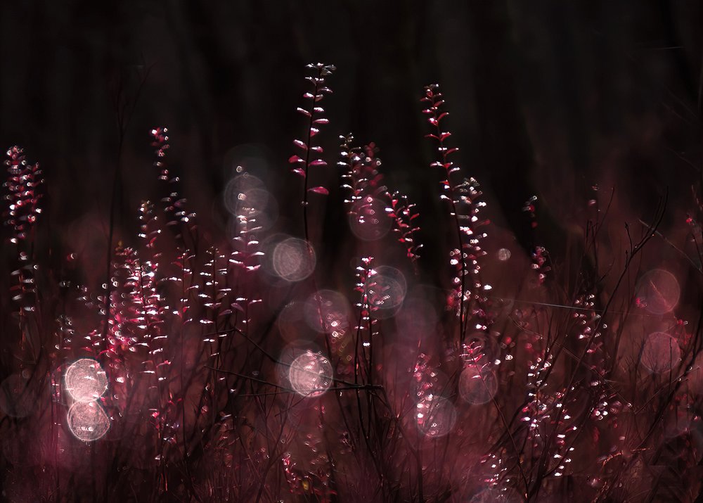 Ethereal Pink Glow