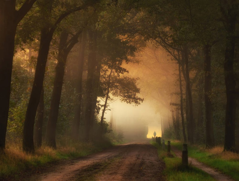 Golden Morning Forest Path